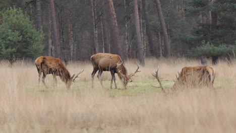 Three-male-red-deer-with-large-antlers-graze-along-the-edge-of-the-forest