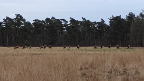 Un-Gran-Grupo-De-Ciervos-Rojos-Está-Pastando-A-Lo-Largo-Del-Borde-Del-Bosque