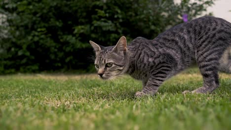 Graue-Katze,-Die-In-Zeitlupe-Auf-Dem-Gras-Läuft,-Während-Sie-Am-Boden-Schnüffelt