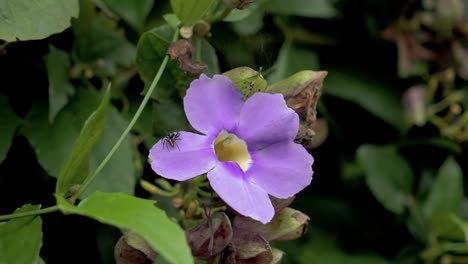 Lila-Blume-In-Zeitlupe-Und-Kleine-Schwarze-Biene