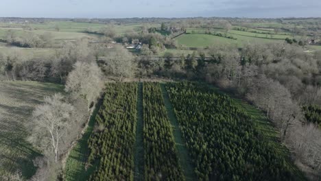 Christmas-Tree-Plantation-Grand-Union-Canal-Warwickshire-Aerial-Landscape-Countryside-England-UK-Winter-4K