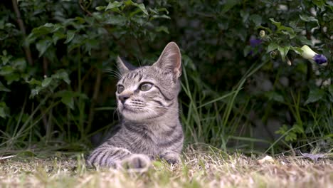 Graue-Katze-In-Zeitlupe,-Die-Auf-Gras-Liegt-Und-Mit-Blättern-Spielt