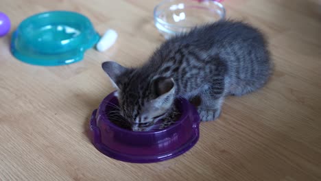 Six-week-old-kitten-eating-dry-food-from-a-plastic-bowl-on-the-floor