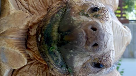 Close-up-of-big-tortoise-staring-at-camera