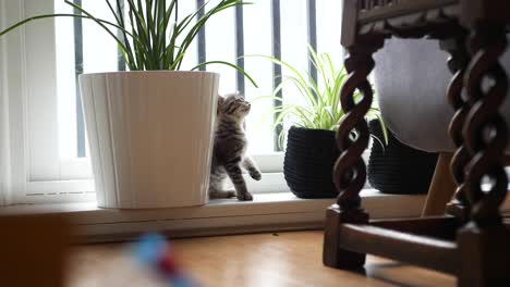 One-tabby-siamese-cats-around-eight-weeks-old-chews-and-plays-a-spider-house-plant-in-front-of-a-window