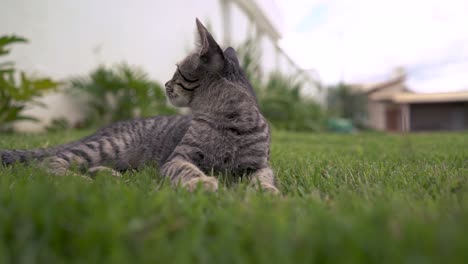 Gray-cat-in-slow-motion-lying-on-the-grass