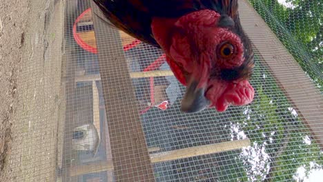 Porträt-Von-Sumatra-Huhn.-Hochformat