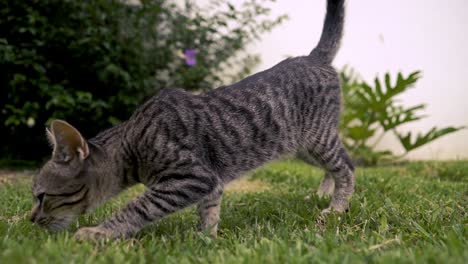 Graue-Katze,-Die-In-Zeitlupe-Auf-Dem-Gras-Läuft,-Während-Sie-Am-Boden-Schnüffelt