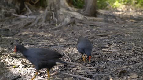 Two-Australian-dusky-moorhens-forage-in-leaf-litter-for-food