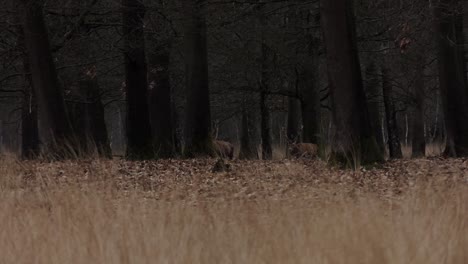 Two-male-red-deer-with-large-antlers-walking-in-a-dark-forest
