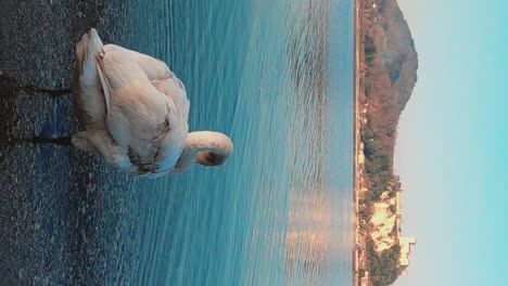Beautiful-graceful-white-swan-enters-in-water-of-Lake-Maggiore-in-Italy