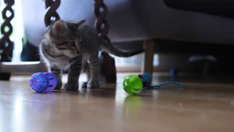 Kitten-chooses-mouse-toy-to-play-with-at-six-weeks-old