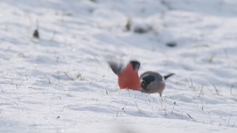 Eurasischer-Dompfaff-Im-Winter-In-Der-Nähe-Von-Vogelhäuschen,-Die-Sonnenblumenkerne-Mit-Anderen-Vögeln-Essen
