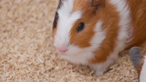 Cute-white-and-brown-guinea-pigs-eating-on-grain-husks-background-close-up
