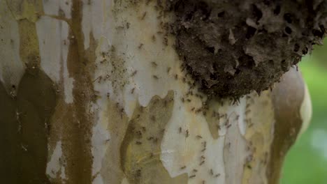 Große-Ameisenkolonie,-Die-Sich-Auf-Der-Oberfläche-Einer-Baumrinde-Bewegt