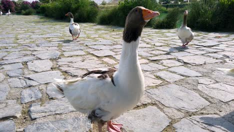 Ducks-looking-at-camera-in-Pamukkale,-Denizli,-Turkey