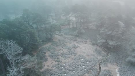 Filmische-Drohnenaufnahmen,-Die-Durch-Eiskalten-Nebel-Hoch-über-Dem-Blätterdach-Einer-Bewaldeten-Landschaft-Aus-Alten-Waldkiefern-Fliegen,-Die-Mit-Frost-Bedeckt-Sind