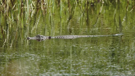 Amerikanischer-Alligator,-Der-In-Freier-Wildbahn-Schwimmt