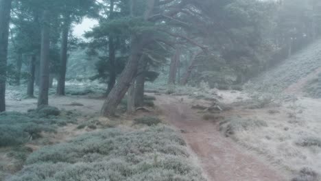 Cinematic-drone-footage-flying-along-a-path-underneath-the-canopy-of-ancient-Scots-pine-trees-in-a-forest-with-frozen-fog
