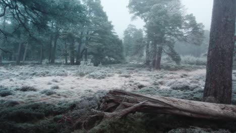 Cinematic-drone-footage-flying-through-a-frost-covered-forest-of-ancient-Scots-pine-trees-and-frozen-heather-moorland-in-freezing-fog