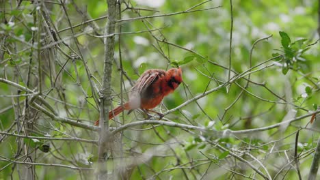 Roter-Kardinal-Im-Baumgezwitscher