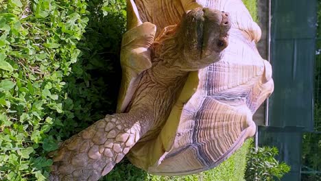 Sulcata-tortoise-walking-fast-toward-camera.-VERTICAL-format