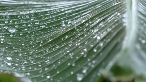 Pure-and-bright-water-drops-on-the-surface-of-a-big-banana-leaf