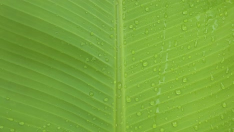 Dew-drops-over-the-surface-of-a-big-banana-leaf,-macro-shot-with-upwards-motion