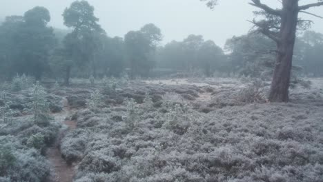 Cinematic-drone-footage-flying-close-above-frost-covered-heather-moorland,-ancient-Scots-pine-trees-and-a-forest-trail-in-freezing-fog