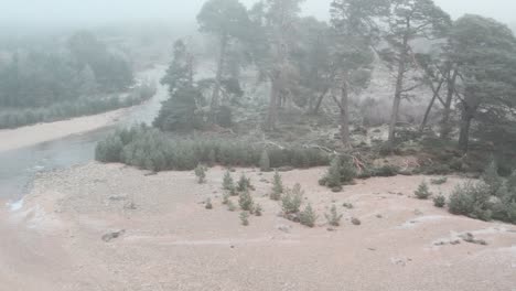 Cinematic-drone-footage-flying-over-fast-flowing-river-and-riverbank-towards-ancient-Scots-pine-trees-through-freezing-fog