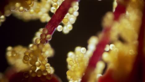 Blume-Abutilon-Pollen-Mikroskopische-Ansicht-Fokus-Rampe