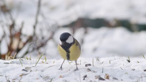 Great-tit-on-snow-winter-looking-for-sunflower-seeds-near-feeder