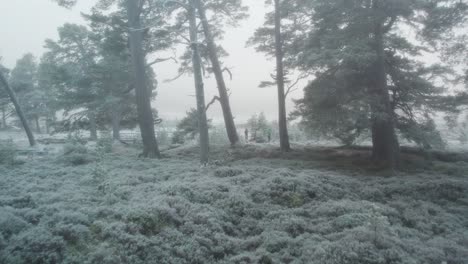 Cinematic-drone-footage-flying-through-a-frost-covered-forest-of-ancient-Scots-pine-trees-and-frozen-heather-towards-people-in-freezing-fog