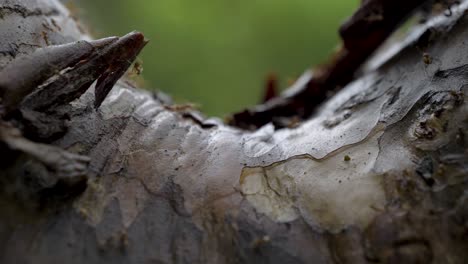 Shaky-video-of-many-ants-walking-on-the-surface-of-tree-bark,-background-green-and-out-of-focus