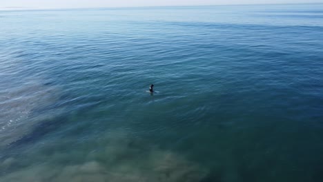 A-beautiful-aerial-drone-shot,-drone-tracking-surfers-sitting-on-their-boards-in-the-water-preparing-for-a-wave,-Carlsbad-State-Beach---California