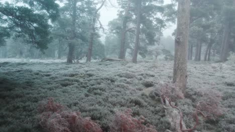 Cinematic-drone-footage-flying-through-a-forest-of-ancient-Scots-pine-trees-and-frozen-heather-moorland-in-freezing-fog