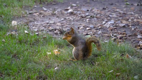 Cute,-healthy-Grey-Squirrel-sits-on-grass-eating-a-nut