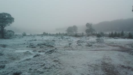 Cinematic-drone-footage-flying-out-from-the-cover-of-ancient-Scots-pine-trees-in-freezing-fog-towards-a-river-and-winter-moorland