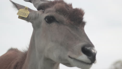 Close-up-shot-of-Common-eland-face-taken-in-West-Midlands-Safari-Park,-England