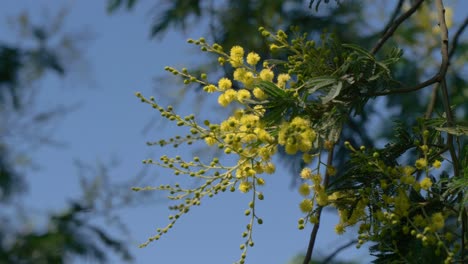 Close-up-view-of-yellow-flowers-of-a-Acacia-a-against-blurred-blue-background