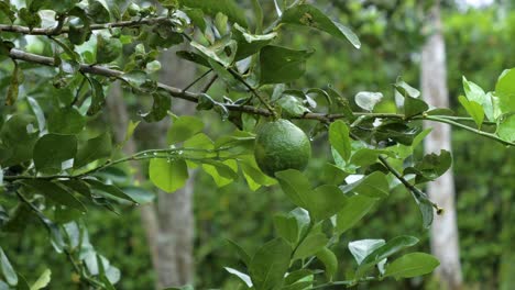 Lime-fruit-hanging-from-a-leafy-branch