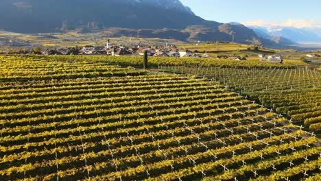 Aerial-Drone-Over-the-Vineyards-in-Autumn-in-Alto-Adige-in-Italy
