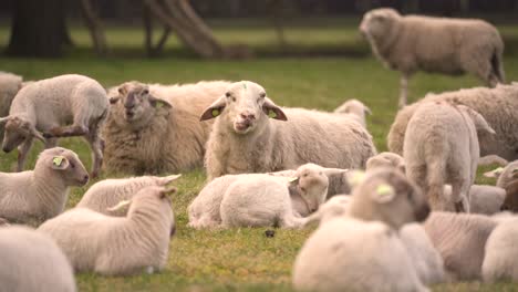 A-sheep-eating-grass-in-the-middle-of-the-herd,-the-young-lambs-are-playfully-running-around