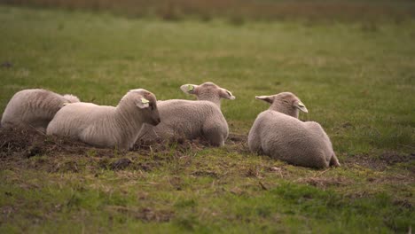 A-small-group-of-lambs-lay-next-to-each-other-to-rest-before-going-out-to-play