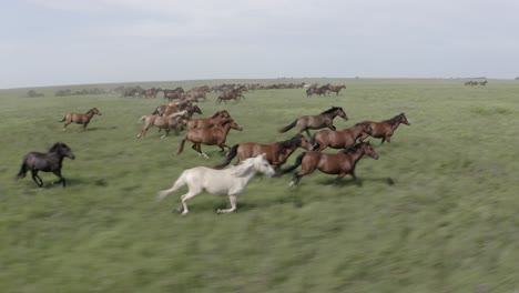 Drohne-Folgt-Einer-Herde-Wilder-Pferde,-Die-In-Der-Prärie-Laufen