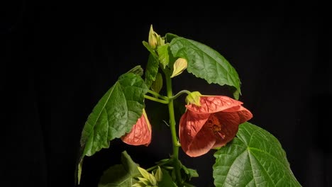 Blühende-Ahorn-Abutilon-Blüten-öffnen-Sich-Und-Pflanzen-Bewegen-Sich-Im-Zeitraffer