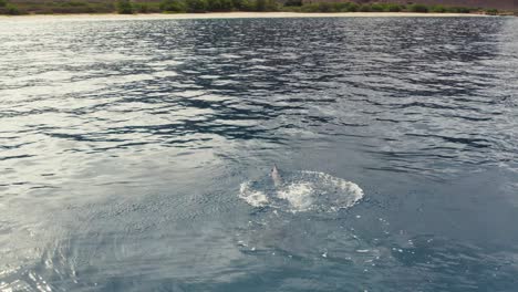 Vista-Aérea-De-Delfines-Girando-Y-Saltando-Fuera-Del-Agua-En-Makua-Beach,-Oahu,-Hawaii