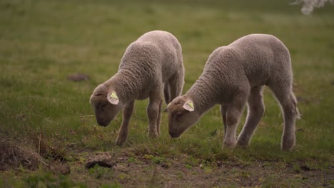 Two-lambs-walking-next-to-each-other-looking-for-more-friends