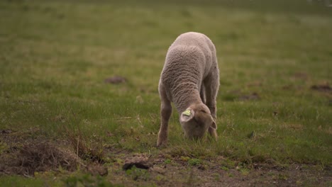 One-little-lamb-on-his-own-eating-some-grass