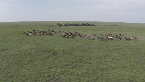 Aerial-shot-of-a-large-herd-of-wild-horses